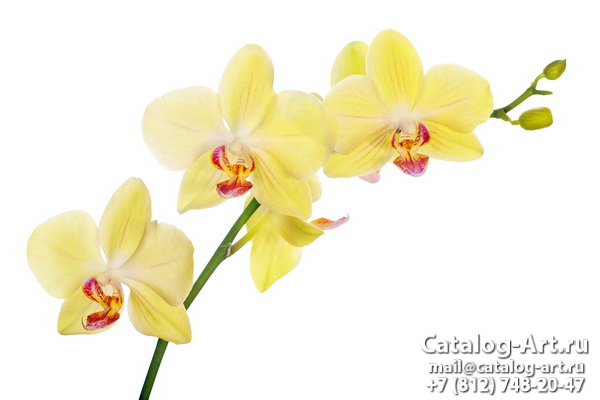 Натяжные потолки с фотопечатью - Желтые и бежевые орхидеи 25